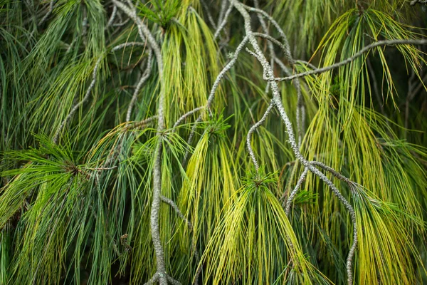 Some Colorful Green Pine Leaves Background —  Fotos de Stock
