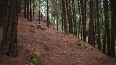 Bogota dağlarında yürüyen genç bir kadın.