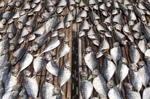 Строка из соленой рыбы сухой под солнцем — стоковое фото