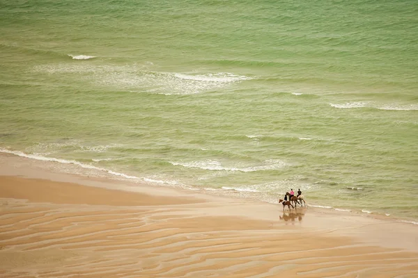Paarden op het strand Stockafbeelding