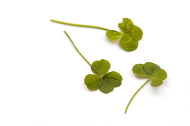 dört yapraklı yonca