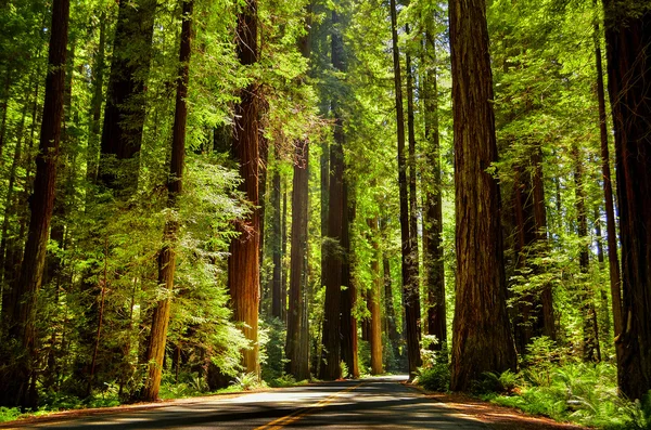 Melhor estrada através de bosques vermelhos — Fotografia de Stock