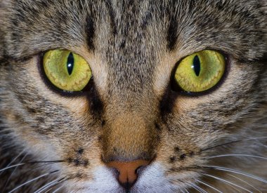 The stare of the cat clipart