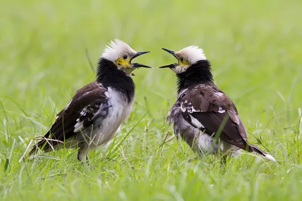 Két örvös starling-ének — Stock Fotó