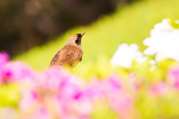 Maskeli laughingthrush (garrulax perspicillatus) ayakta çimenlerin üzerinde