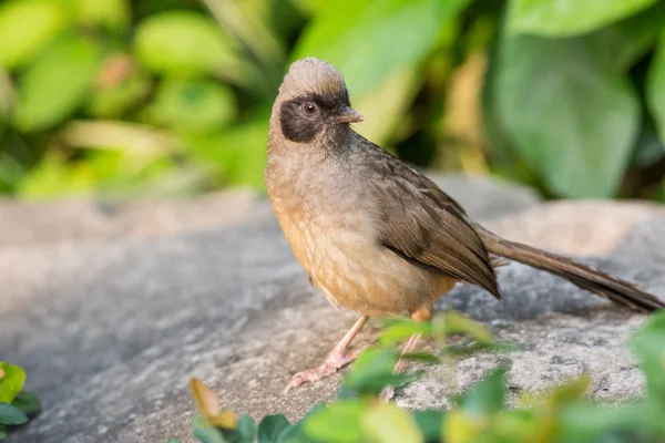 Maskované laughingthrush (garrulax perspicillatus) stojící na kámen — Stock fotografie