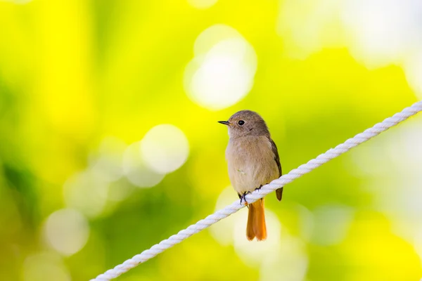 Daurian Redstart de pie con fondo verde —  Fotos de Stock