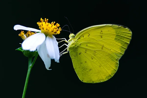 Farfalla gialla — Foto Stock