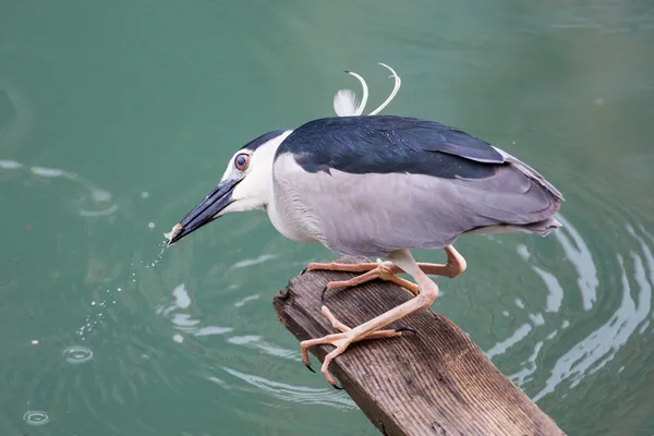 Svart-krönade night heron fånga fisk — Stockfoto