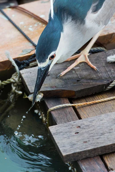 Black-crowned night heron catching fish — Stock Photo, Image