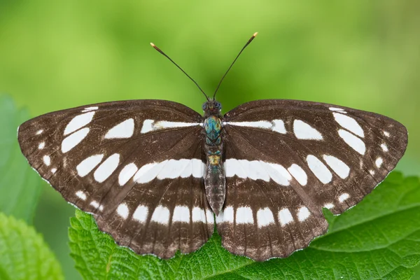 Common Sailer (Neptis hylas) — Stock Photo, Image