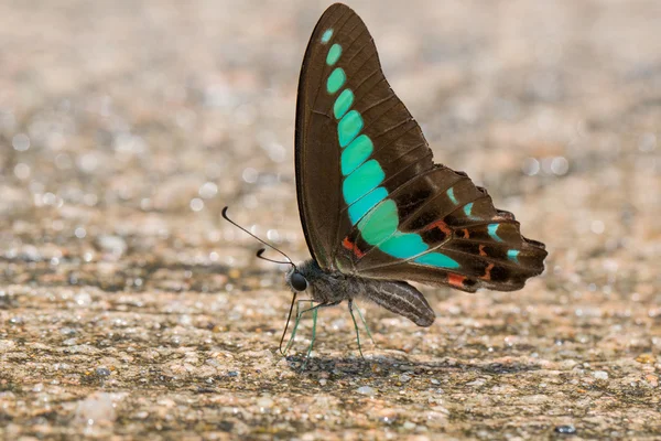 Common Bluebottle (Graphium sarpedon) Butterfly — Stock Photo, Image