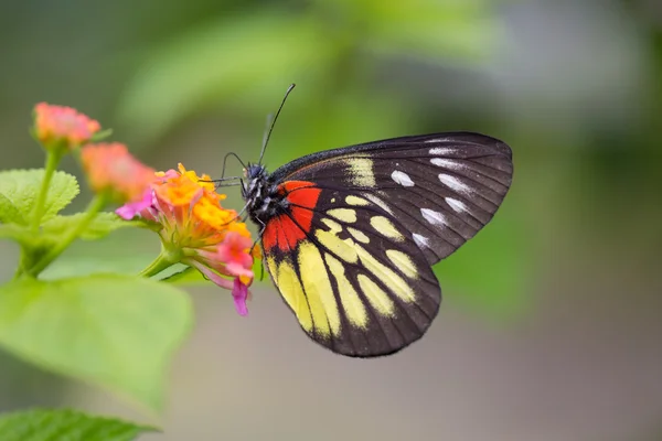 Rood-base jezebell (delias pasithoe pasithoe) vlinder — Stockfoto