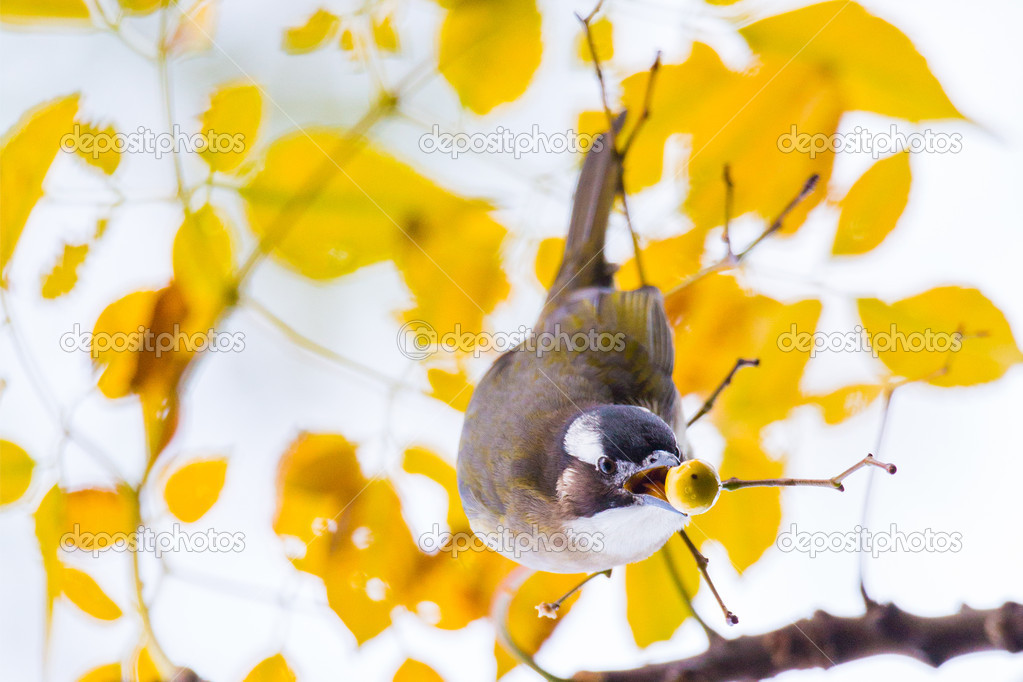Chinese Bulbul eating Fruit with yellow background