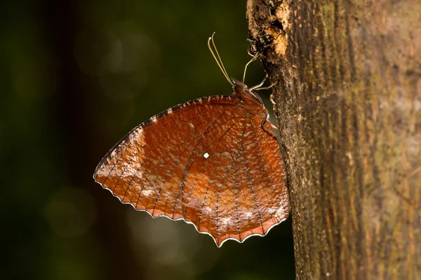 Palmfly wspólne picie na drzewo z podświetleniem — Zdjęcie stockowe