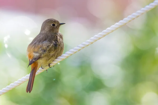 Daurian Redstart standing with green background — Stock Photo, Image