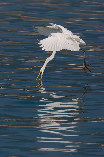 Great Egret caught fish in flight — Stock Photo, Image