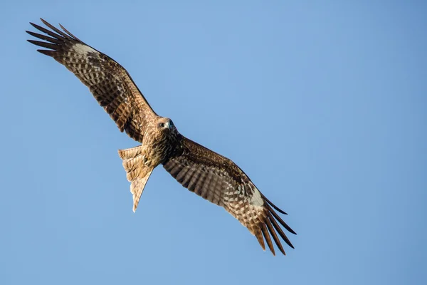 Svart drakflygning i blå himmel — Stockfoto