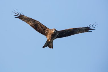 siyah mavi gökyüzünde uçan uçurtma