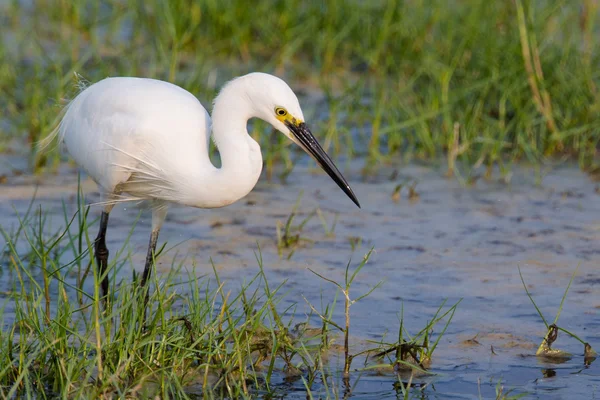 Little egret stående i vatten letar efter mat — Stockfoto