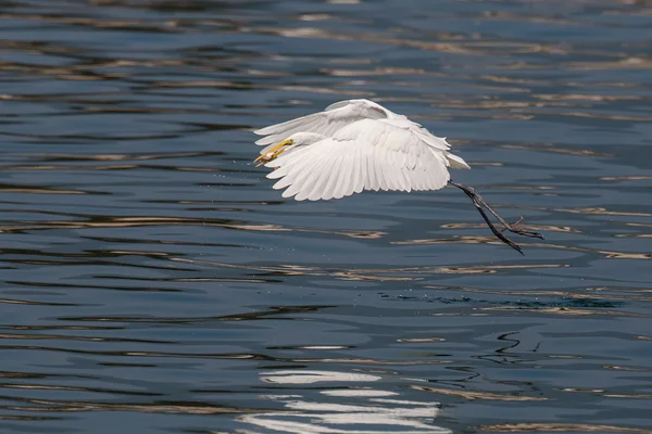 Great Egret caught fish in flight — Stock Photo, Image