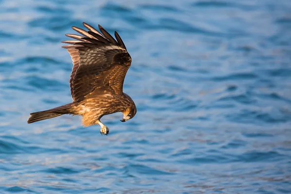 Black Kite mangiare in volo — Foto Stock