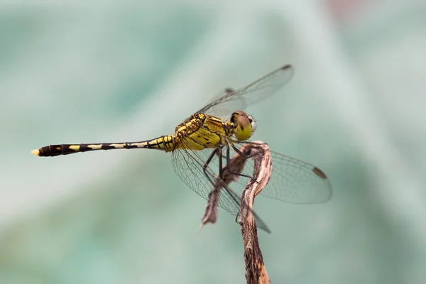 Porträtt av dragonfly - grönt skimmer — Stockfoto