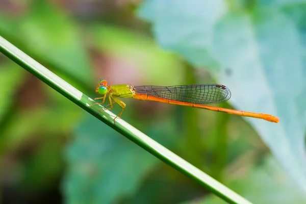 Ritratto di libellula Sprite dalla coda arancione — Foto Stock