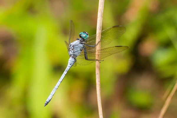 Portrait de libellule - écumeur de marais — Photo