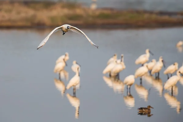 Svart-faced skedstork i grupp — Stockfoto