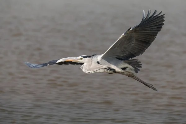 Grå häger flyger över vatten — Stockfoto