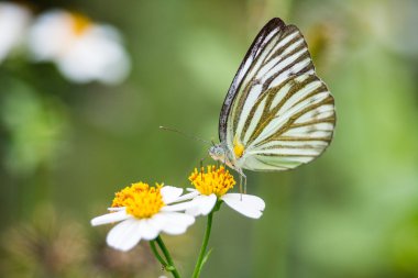 나비-일반적인 갈매기의 초상화