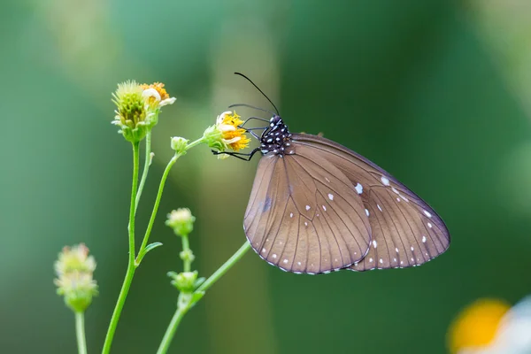 Портрет бабочки - голубопятнистой вороны — стоковое фото