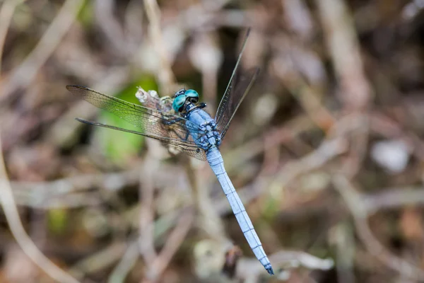 Портрет стрекозы - Marsh Skimmer — стоковое фото