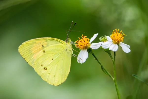 Retrato de borboleta - Ponta Laranja Amarela — Fotografia de Stock