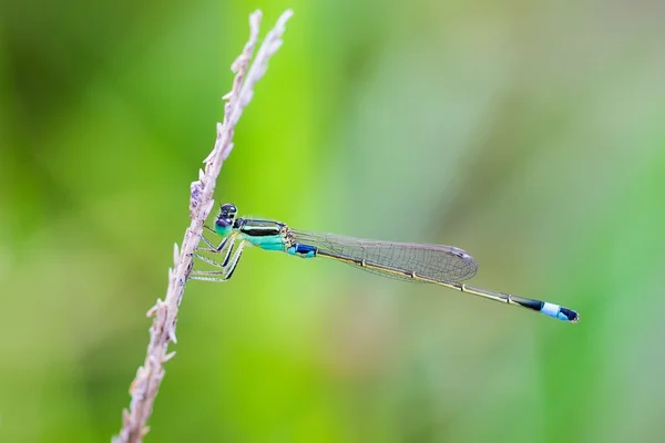 Retrato de la mosca damisela - Sprite azul —  Fotos de Stock
