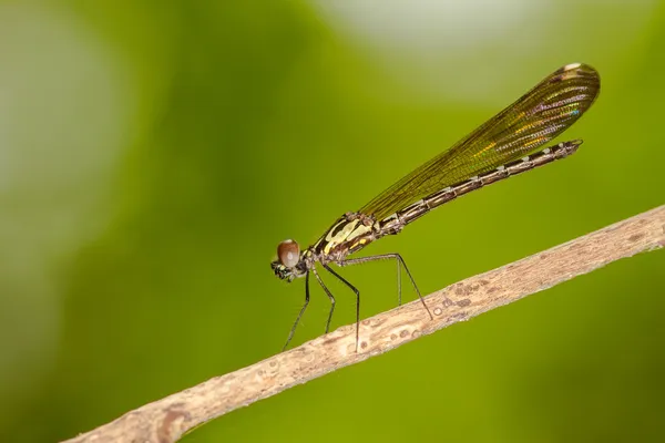 Portrett av damselfly - Vanlig blå juvel – stockfoto