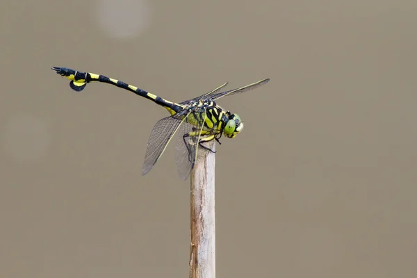Retrato de libélula - Flangetail dorado —  Fotos de Stock