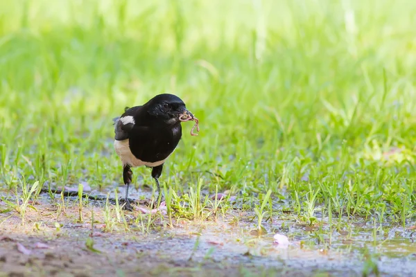 Eurasische Elster frisst Regenwurm — Stockfoto