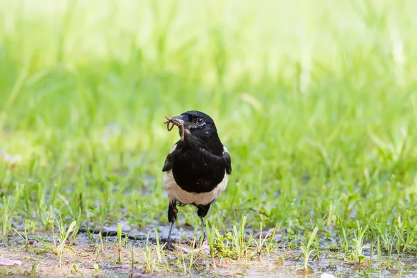 Euraziatische ekster eten Aardworm — Stockfoto