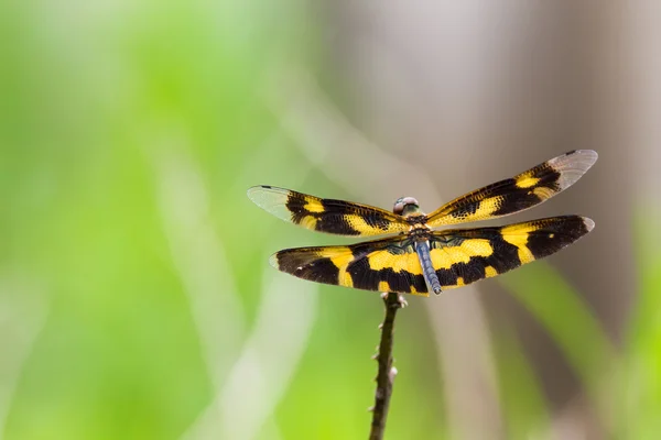 Retrato de libélula - Flutterer variado —  Fotos de Stock