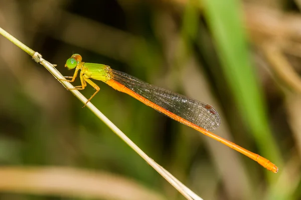 Retrato de la mosca damisela - Sprite de cola naranja —  Fotos de Stock