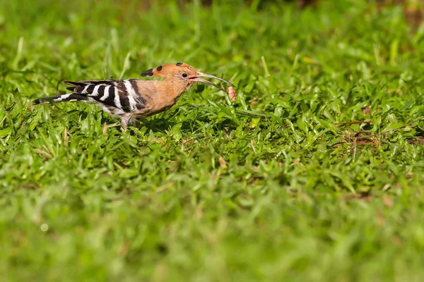 Eurasia hoopoe comer bug — Foto de Stock