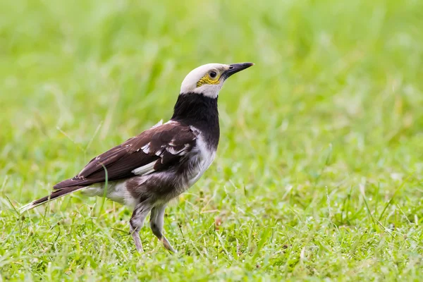 Retrato de pássaro - Starling de colarinho preto — Fotografia de Stock