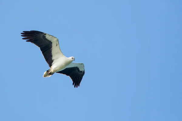 Vitbukad havsörn flygande på blå himmel — Stockfoto