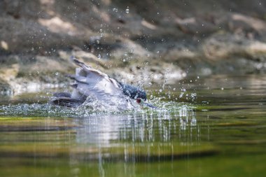 banyo siyah taç gece balıkçılı