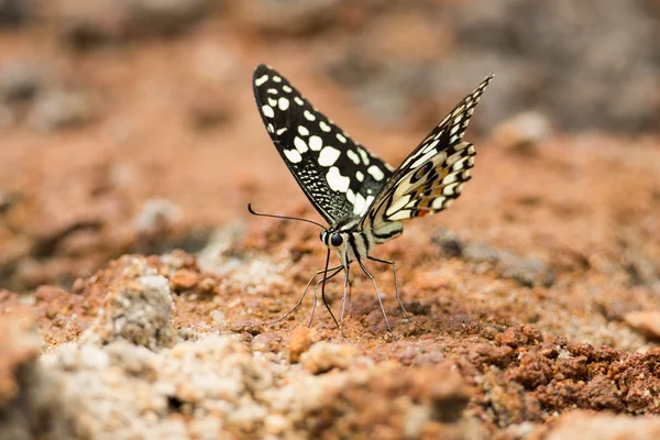 Lime Butterfly drinking on ground — Stock Photo, Image