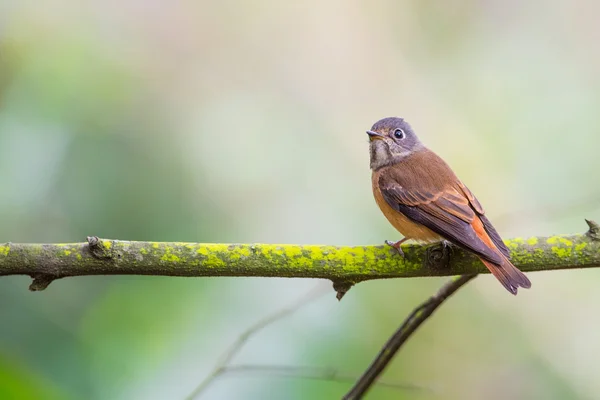 Ferruginour flugsnappare stående på träd — Stockfoto