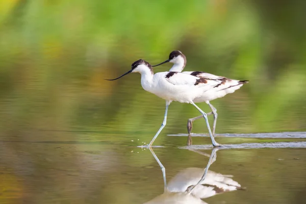 Pied Avocet walking in water — Stock Photo, Image