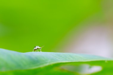 yaprak üzerinde yürüyen küçük böcek